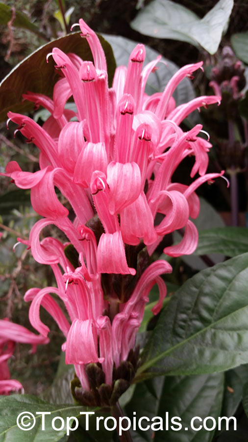 Justicia carnea, Jacobinia carnea, Brazilian Plume, Flamingo Flower
