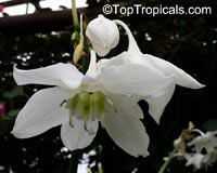 Eucharis grandiflora, Amazon Lily

Click to see full-size image