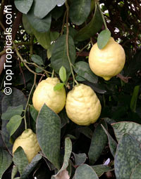 Citrus limon, Lemon

Click to see full-size image