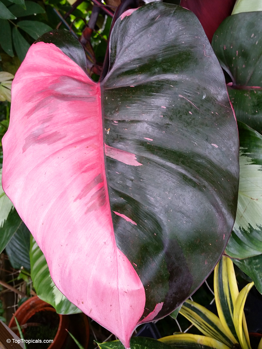 Philodendron sp., Guacamayo, Papaya de Monte. Philodendron 'Pink Princess'