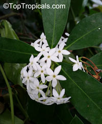 Acokanthera oblongifolia, Acokanthera spectabilis, Carissa spectabilis, Bushman&apos;s Poison, Wintersweet
