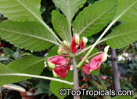 Impatiens niamniamensis, Parrot Plant

Click to see full-size image