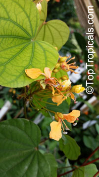 Bauhinia bidentata, Phanera bidentata, Orange Bauhinia, Orange Orchid Vine

Click to see full-size image