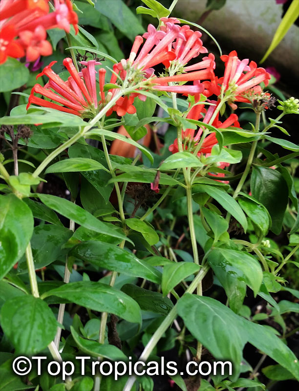 Bouvardia ternifolia, Scarlet Bourvardia, Trumpetilla, Firecracker Bush, Hummingbird Flower
