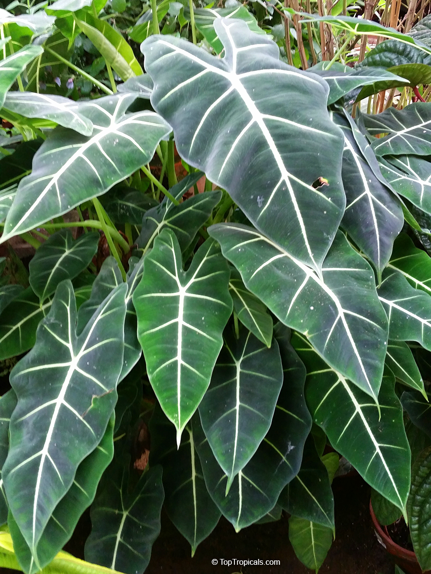 Alocasia Elephant Ears