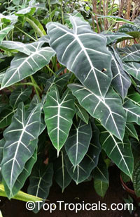 Alocasia Frydek

Click to see full-size image