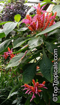 Aphelandra sinclairiana, Orange Shrimp plant, Coral Aphelandra, Panama Queen

Click to see full-size image