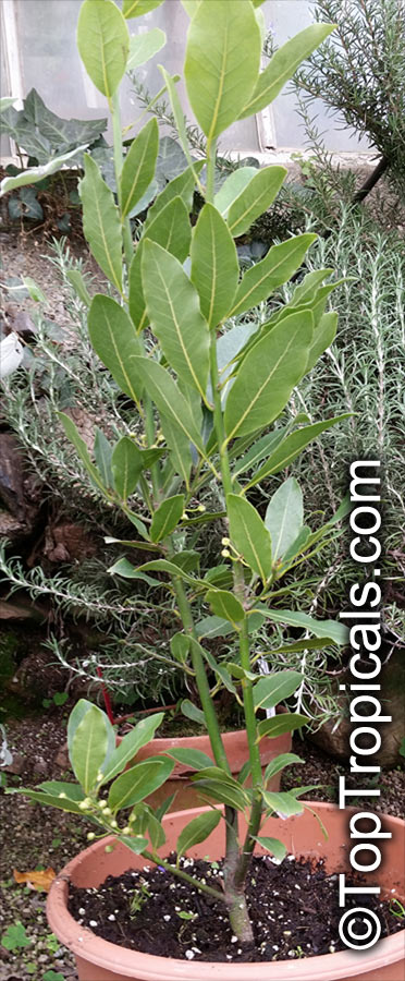 Laurus nobilis, Bay Leaf