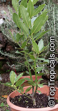 Laurus nobilis, Bay Leaf

Click to see full-size image