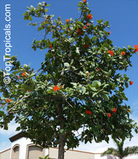 Cordia sebestena, Geiger Tree, Scarlet Cordia, Aloe Wood

Click to see full-size image