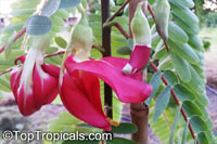 Sesbania grandiflora, Agati grandiflora, Hummingbird Tree, Butterfly Tree, Agati

Click to see full-size image