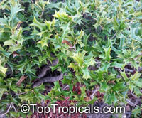 Ilex cornuta, Chinese Holly, Horned Holly

Click to see full-size image
