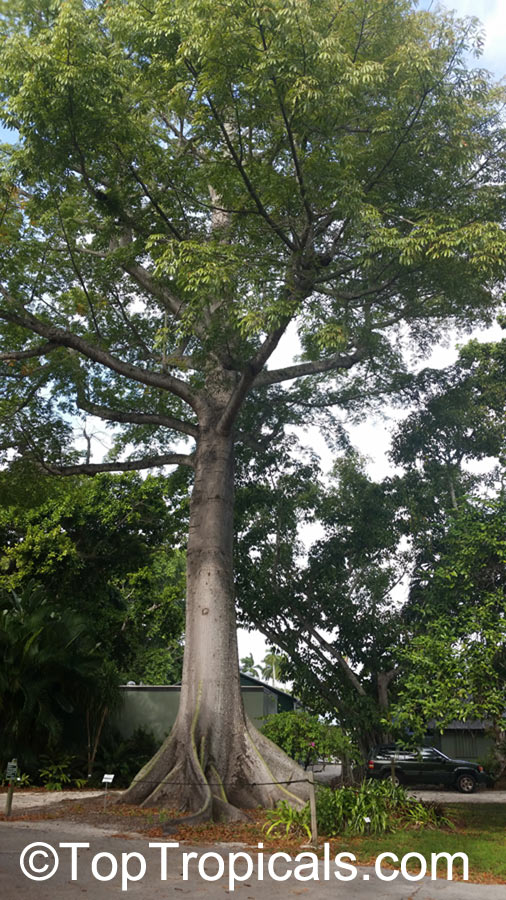 Ceiba pentandra, Kapok tree, Silk Cotton Tree