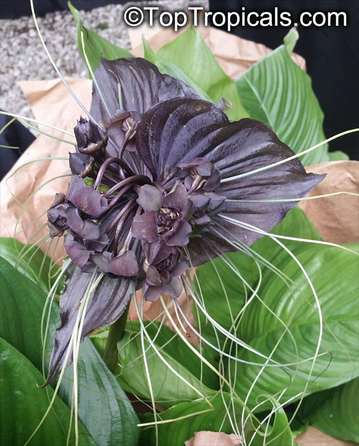 Tacca Black Bat Flower Toptropicals Com