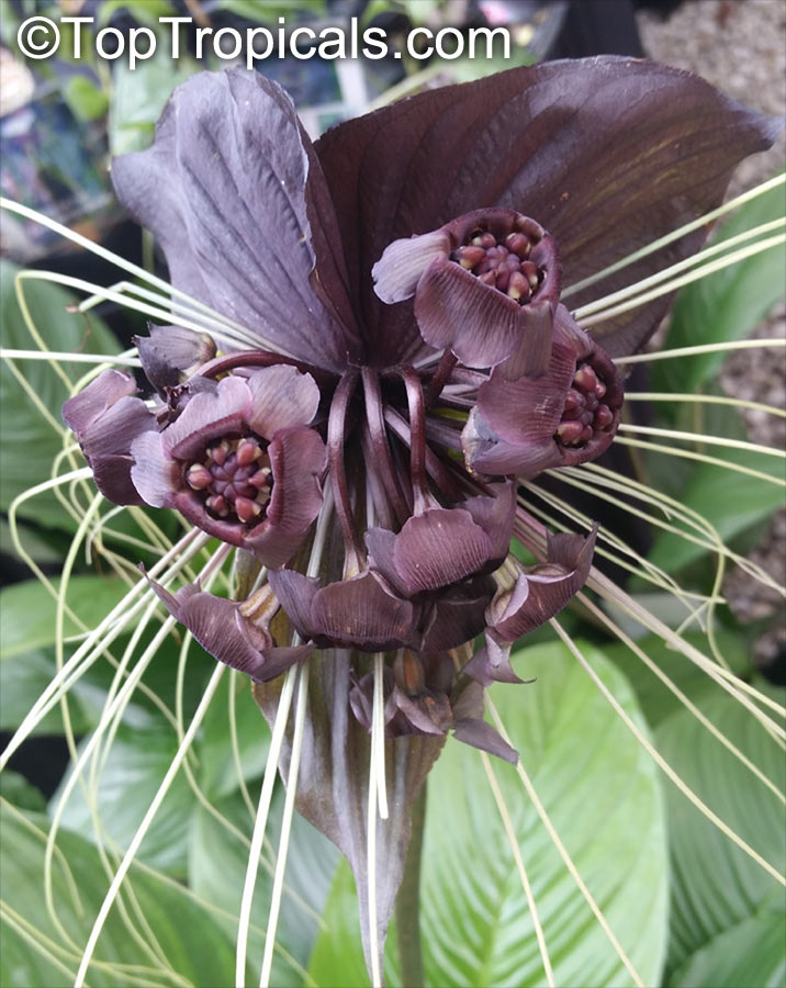 Tacca chantrieri, Bat Head Lily, Bat Flower, Devil Flower, Black Tacca