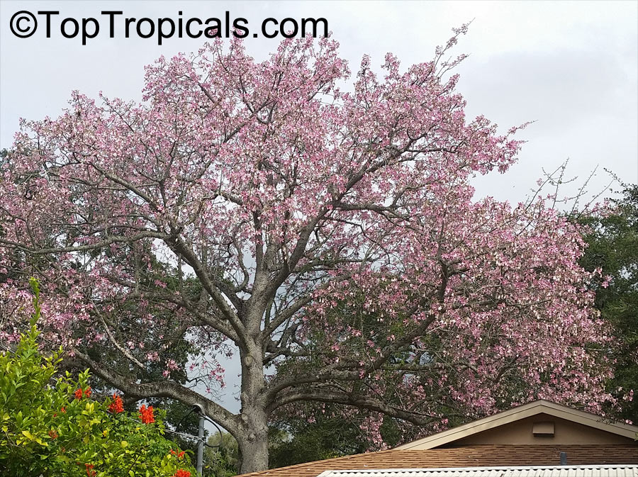 Ceiba speciosa - Bottle tree - Ouriques Farm