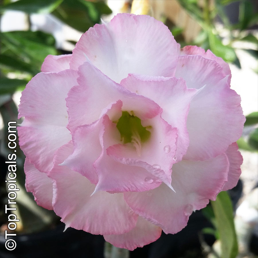 Adenium hybrid (double flower), Double Flower Desert Rose Hybrid. Adenium 'Nam Whan'