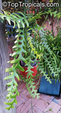 Cryptocereus anthonyanus, Selenicereus anthonyanus, Anthony's Rick-Rack, Zig-Zag Cactus, Fishbone Orchid Cactus

Click to see full-size image