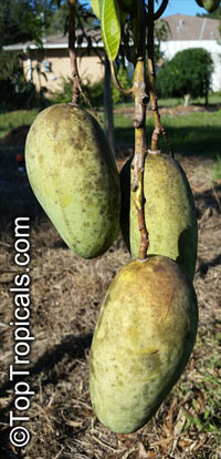 Mangifera indica, Mango

Click to see full-size image