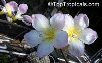 Ceiba sp., Ceiba, Floss Silk Tree, Kapok Tree

Click to see full-size image