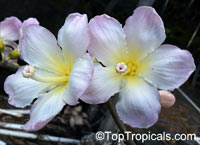 Ceiba sp., Ceiba, Floss Silk Tree, Kapok Tree

Click to see full-size image