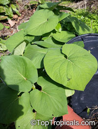 Piper methysticum, Kava, Kava-Kava

Click to see full-size image