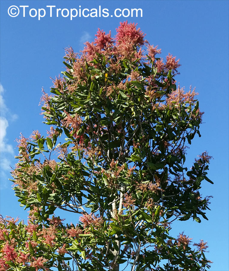 Triplaris surinamensis, Blochmannia weigeltiana, Triplaris cumingiana, Long John, Mulato Tree, Ant Tree, Vara de Maria