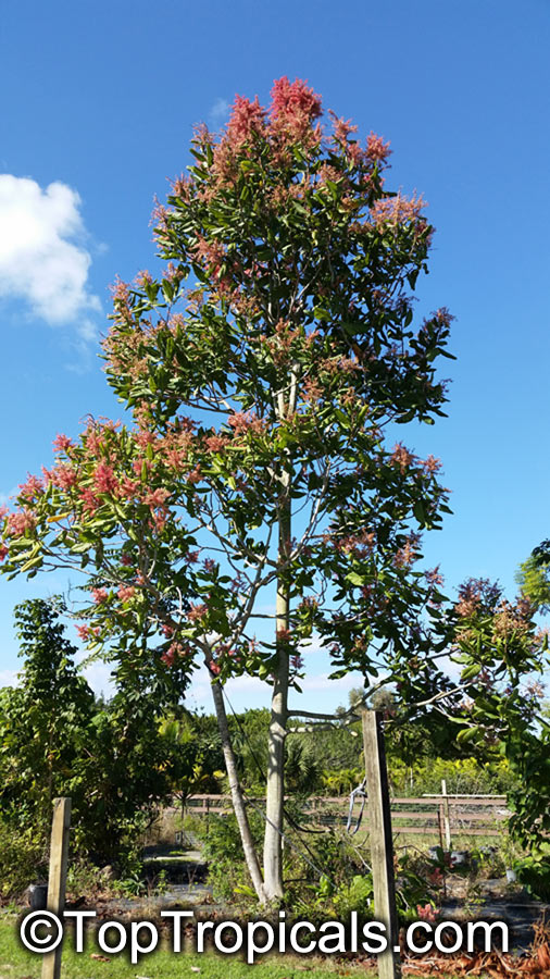 Triplaris surinamensis, Blochmannia weigeltiana, Triplaris cumingiana, Long John, Mulato Tree, Ant Tree, Vara de Maria