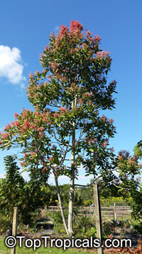 Triplaris surinamensis, Blochmannia weigeltiana, Triplaris cumingiana, Long John, Mulato Tree, Ant Tree, Vara de Maria

Click to see full-size image