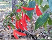 Camptosema grandiflora, Crista-De-Galo, Dwarf Red Jade Vine, Brazilian Red Jade Vine

Click to see full-size image
