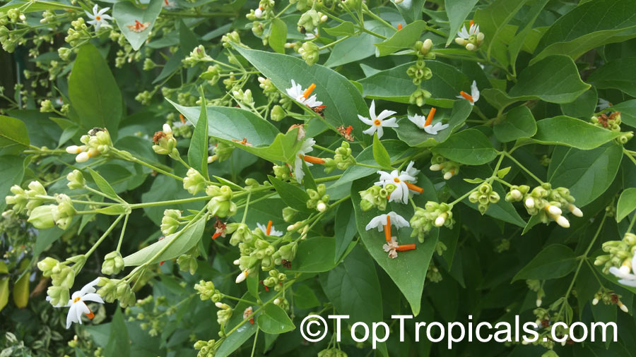 Nyctanthes arbor-tristis, Arbor Tristis, Sad tree, Night Jasmine, Parijat, Harsingar 