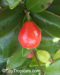 Eugenia reinwardtiana, Beach Cherry, Cedar Bay Cherry

Click to see full-size image