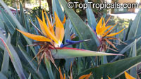 Strelitzia reginae, Bird of Paradise, Crane Flower, Stelitzia

Click to see full-size image