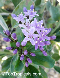 Ehretia rigida, Puzzle Bush

Click to see full-size image