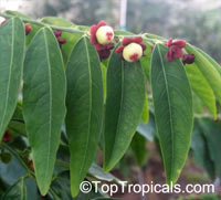 Sauropus androgynus, Katuk, Star Gooseberry, Sweet Leaf, Tropical Asparagus, Chang Kok, Manis