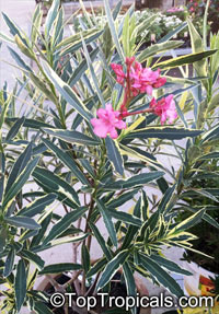 Nerium oleander Variegata (Олеандр вариегатный) - растение