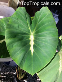 Colocasia esculenta , Black colocasia, Black Magic, Taro, Black Elephant Ear, Malanga Amarillo, Dasheen. Colocasia esculenta 'Nancy's Revenge'