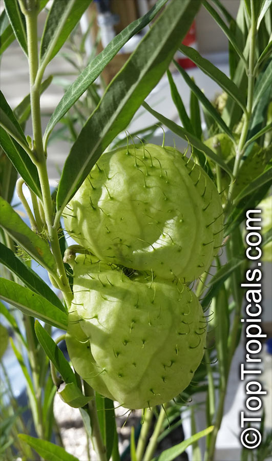 Asclepias (Gomphocarpus) physocarpus - seeds