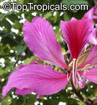 Bauhinia blakeana, Hong Kong Orchid Tree

Click to see full-size image