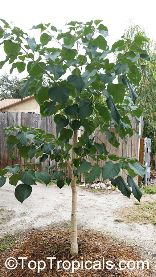Gmelina arborea , Gamhar
