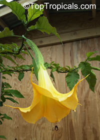 Brugmansia hybrid Yellow, Angels Trumpet

Click to see full-size image