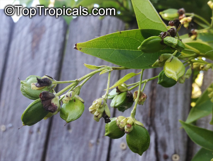 Nyctanthes arbor-tristis, Arbor Tristis, Sad tree, Night Jasmine, Parijat, Harsingar . Unripe seedpods