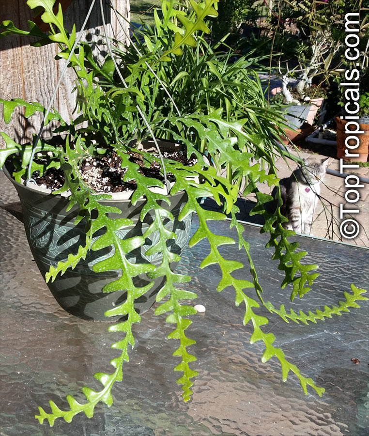 Cryptocereus anthonyanus, Selenicereus anthonyanus, Anthonys Rick-Rack, Zig-Zag Cactus, Fishbone Orchid Cactus