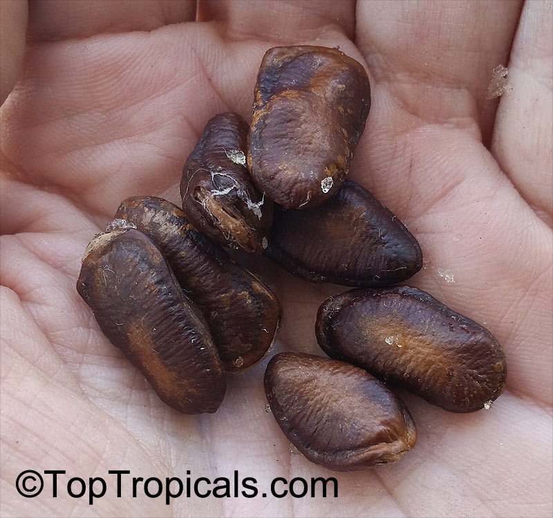 Monodora sp., Monodora, Calabash Nutmeg. Monodora tenuifolia seeds