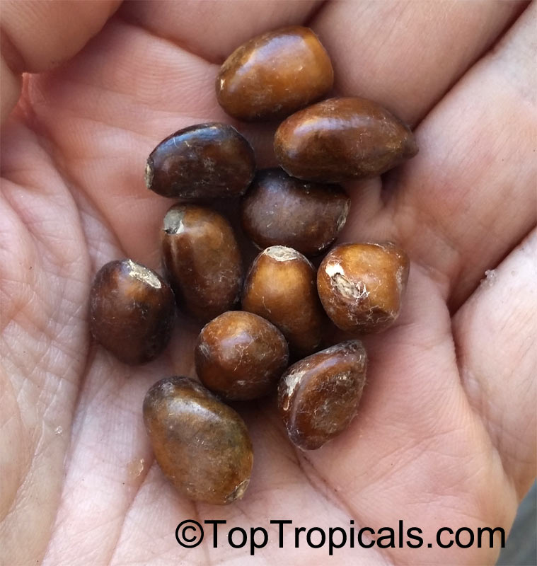 Monodora sp., Monodora, Calabash Nutmeg. Monodora angolensis seeds