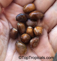 Monodora sp., Monodora, Calabash Nutmeg

Click to see full-size image