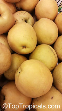 Pyrus sp., Southern Pear. Pyrus pyrifolia cultivar