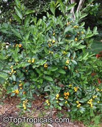 Solanum diphyllum, Twoleaf nightshade

Click to see full-size image