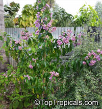 Bougainvillea arborea, Bougainvillea

Click to see full-size image