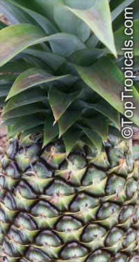 Ananas sp., Pineapple, Pina